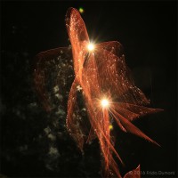 /album/light-painting/frida-dumont-canon-70d-mai-2016-img-1213-jpg/